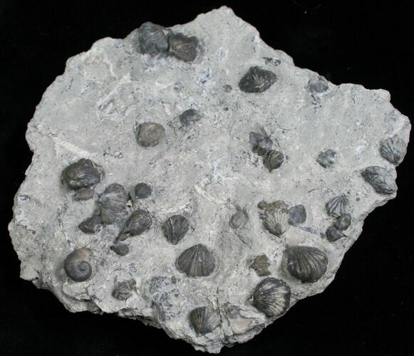 Plate of Small Brachiopods & Gastropod #5769